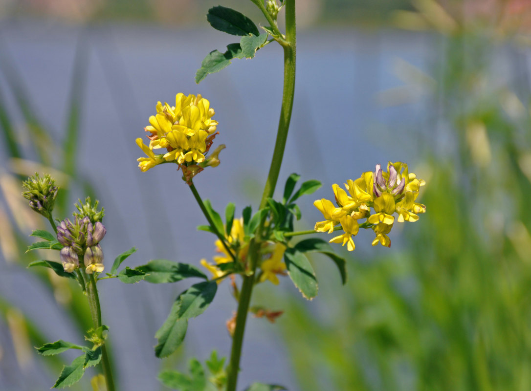 Image of Medicago &times; varia specimen.