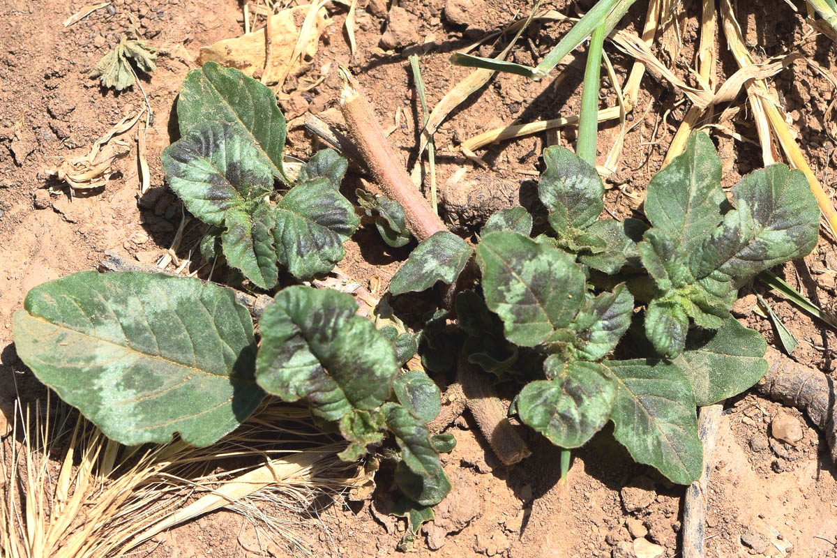 Image of Amaranthus retroflexus specimen.