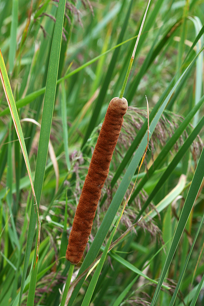 Изображение особи Typha domingensis.