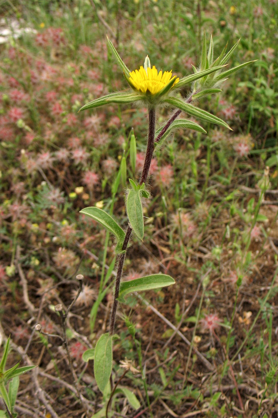 Image of Pallenis spinosa specimen.