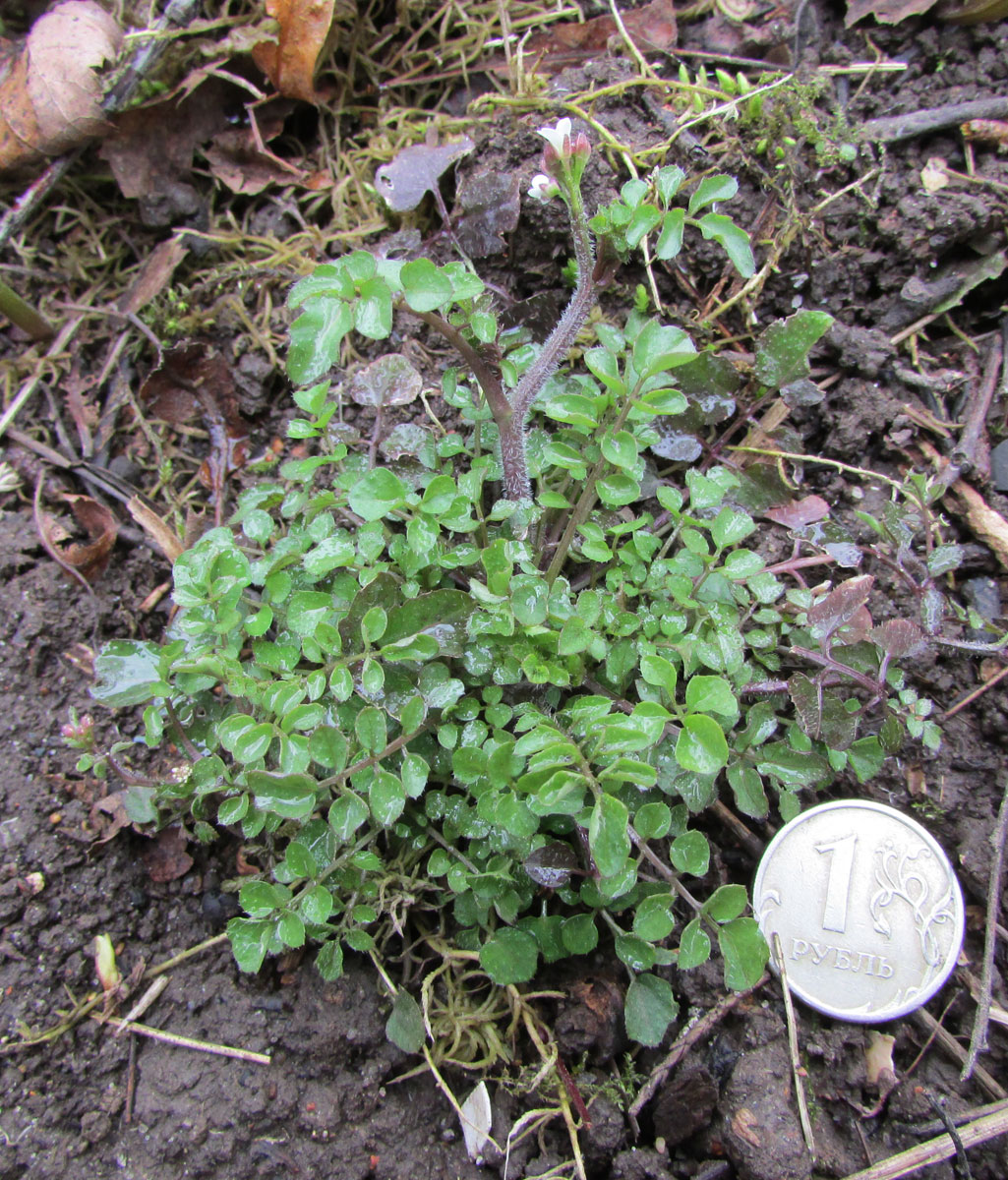 Image of genus Cardamine specimen.