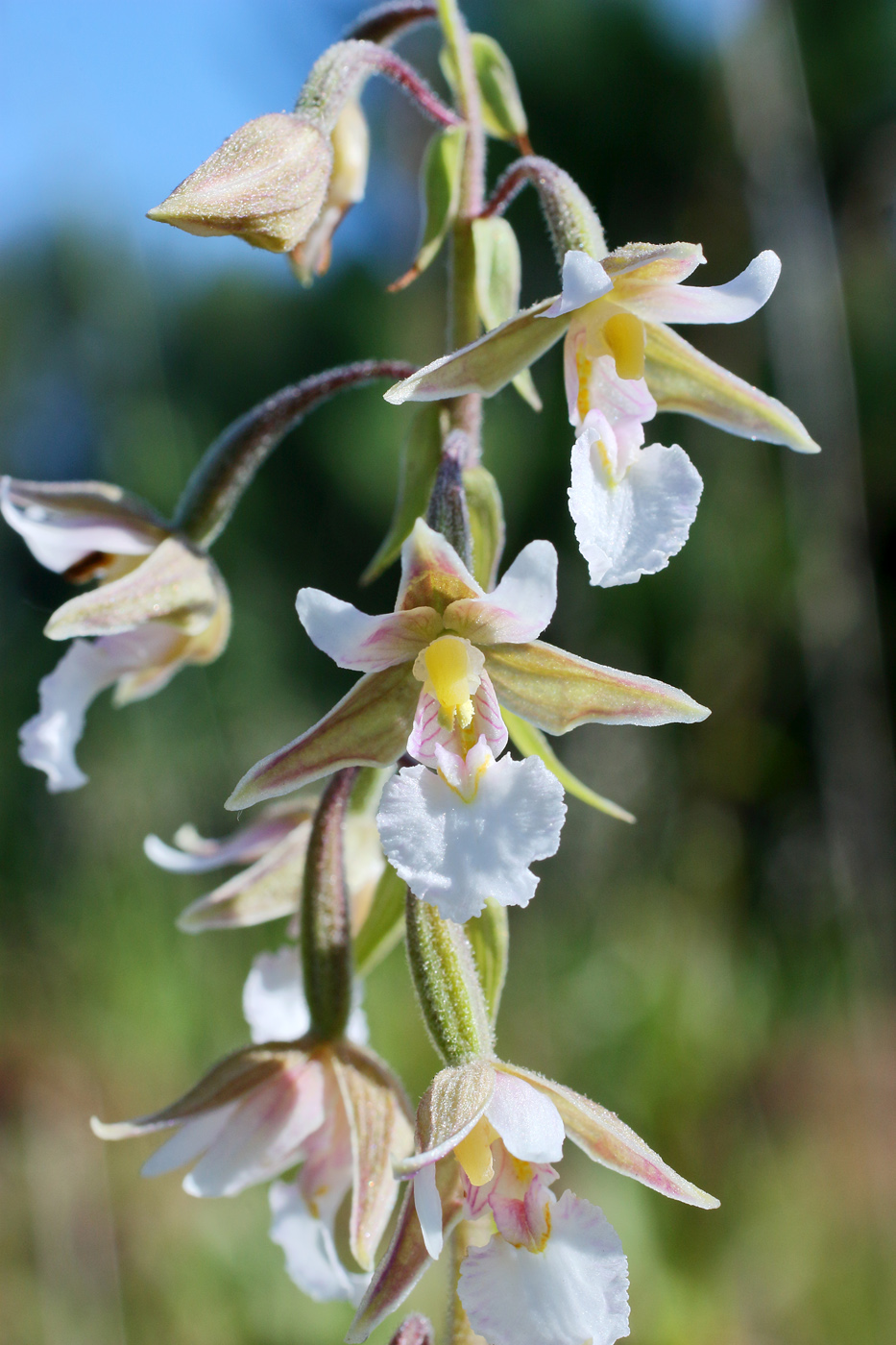 Image of Epipactis palustris specimen.