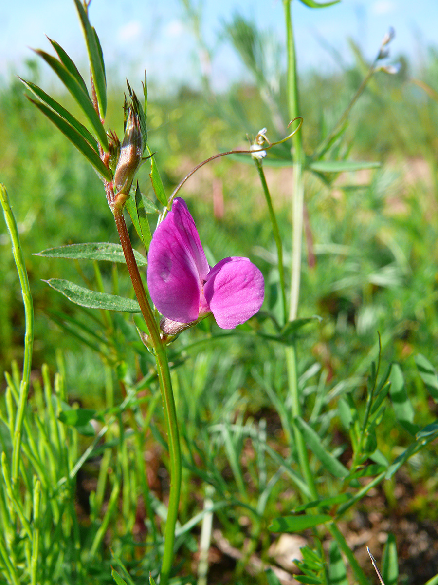 Image of Vicia angustifolia specimen.