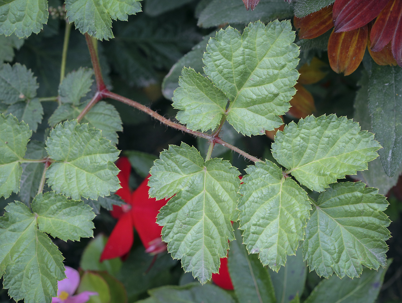 Image of Astilbe chinensis specimen.