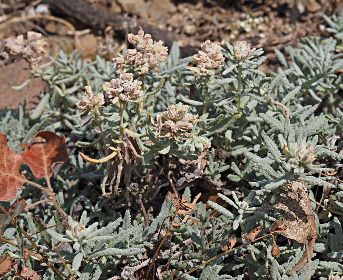 Изображение особи Teucrium capitatum.