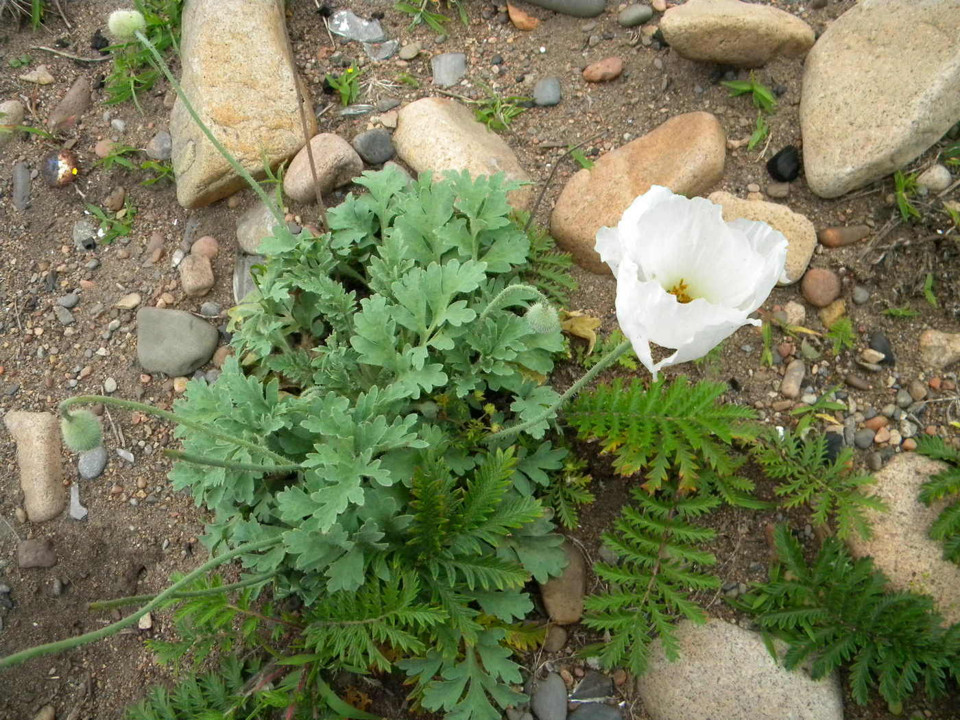 Image of Papaver sokolovskajae specimen.