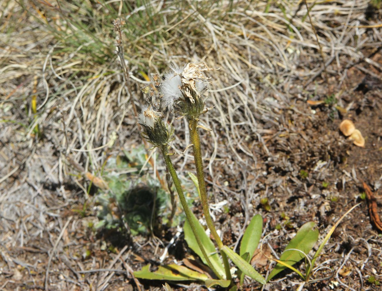 Image of Crepis chrysantha specimen.