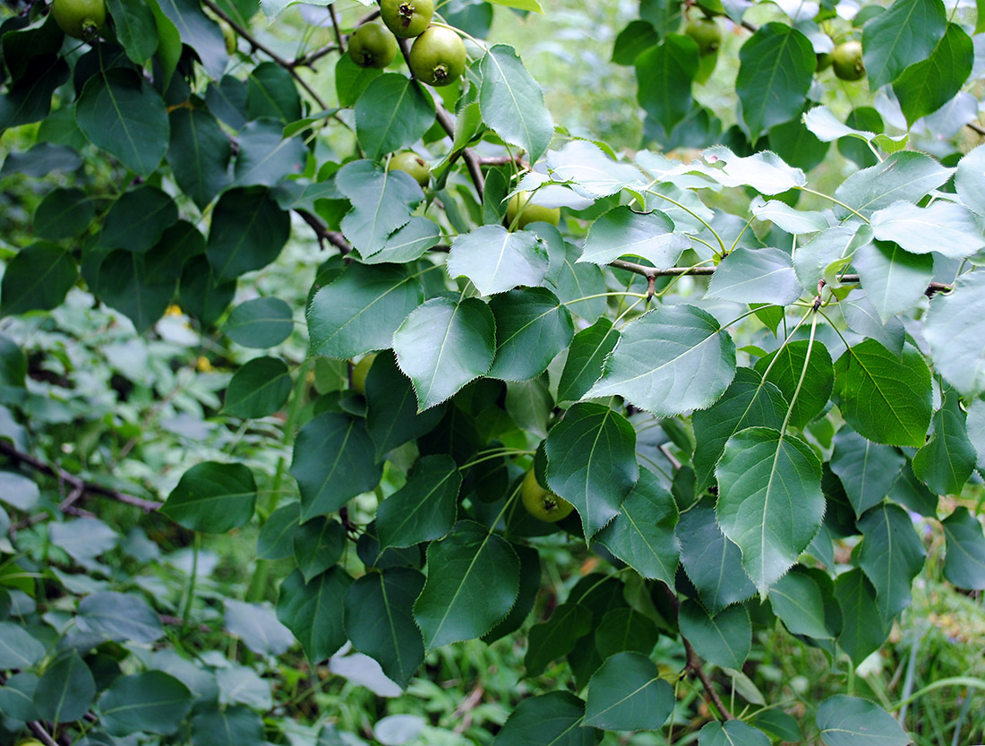 Image of Pyrus ussuriensis specimen.