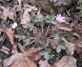 Hepatica insularis