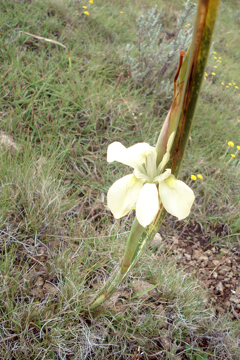 Изображение особи семейство Iridaceae.