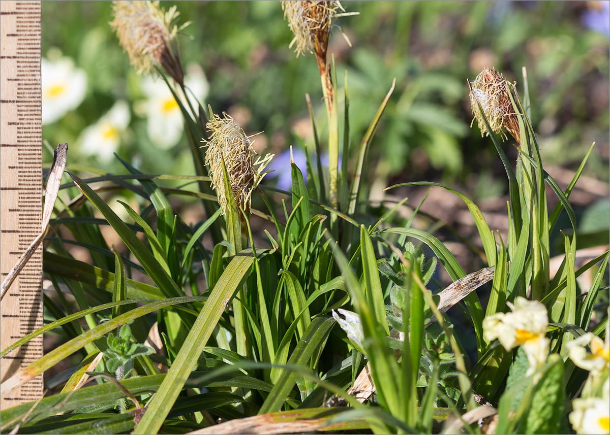 Image of genus Carex specimen.