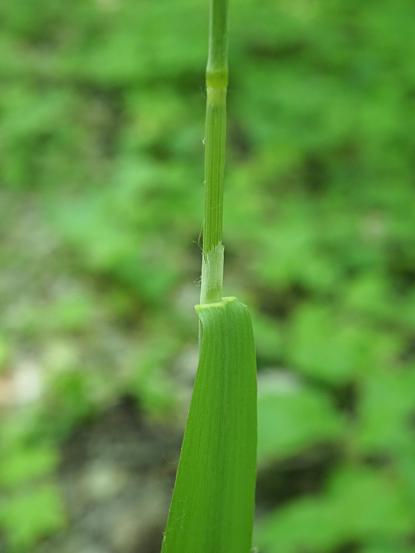 Image of Milium effusum specimen.