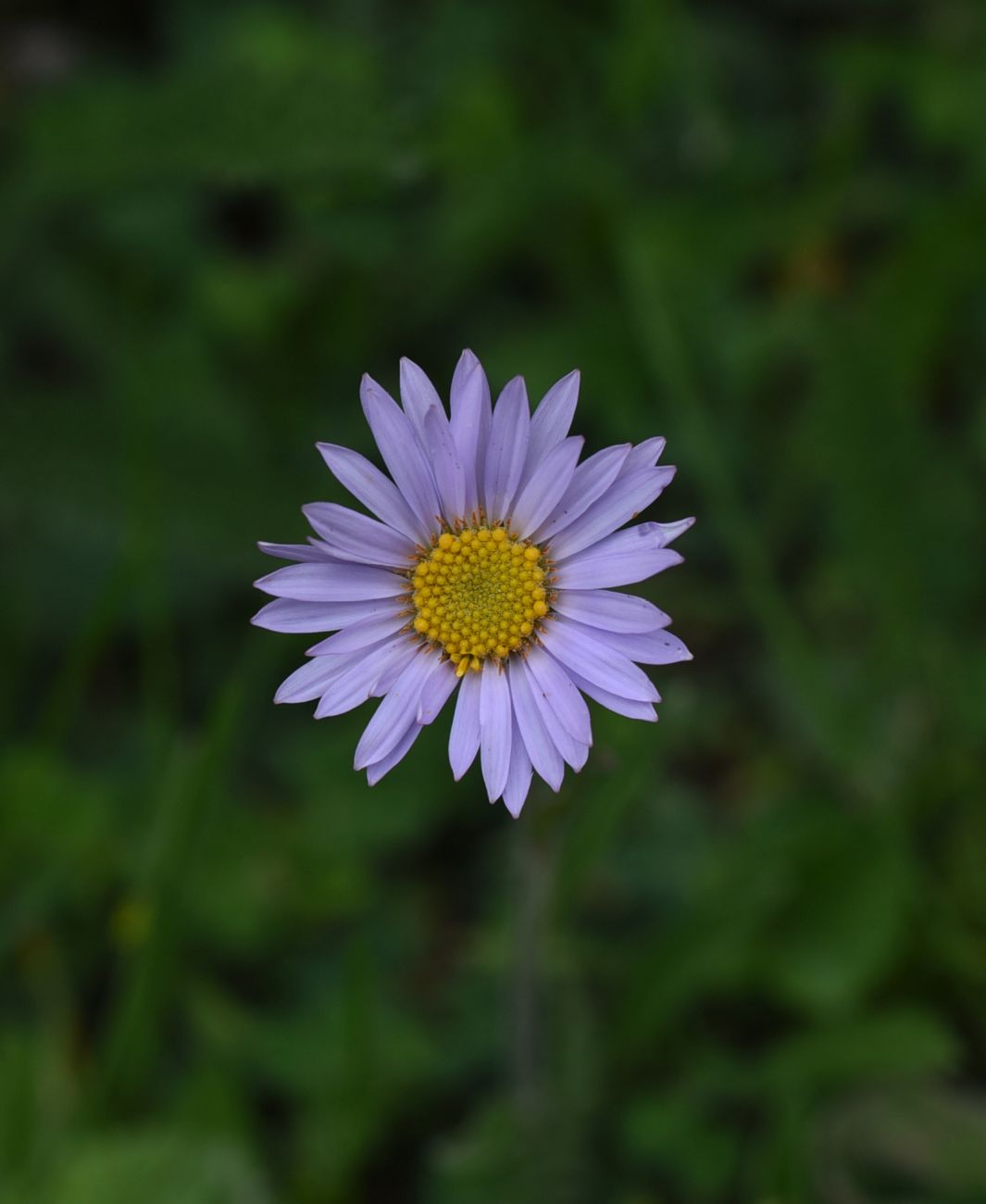 Изображение особи семейство Asteraceae.