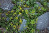 Aizopsis hybrida. Цветущие растения. Алтай, Улаганский р-н, перевал Кату-Ярык, ≈ 1200 м н.у.м., каменистый склон. 19.06.2019.