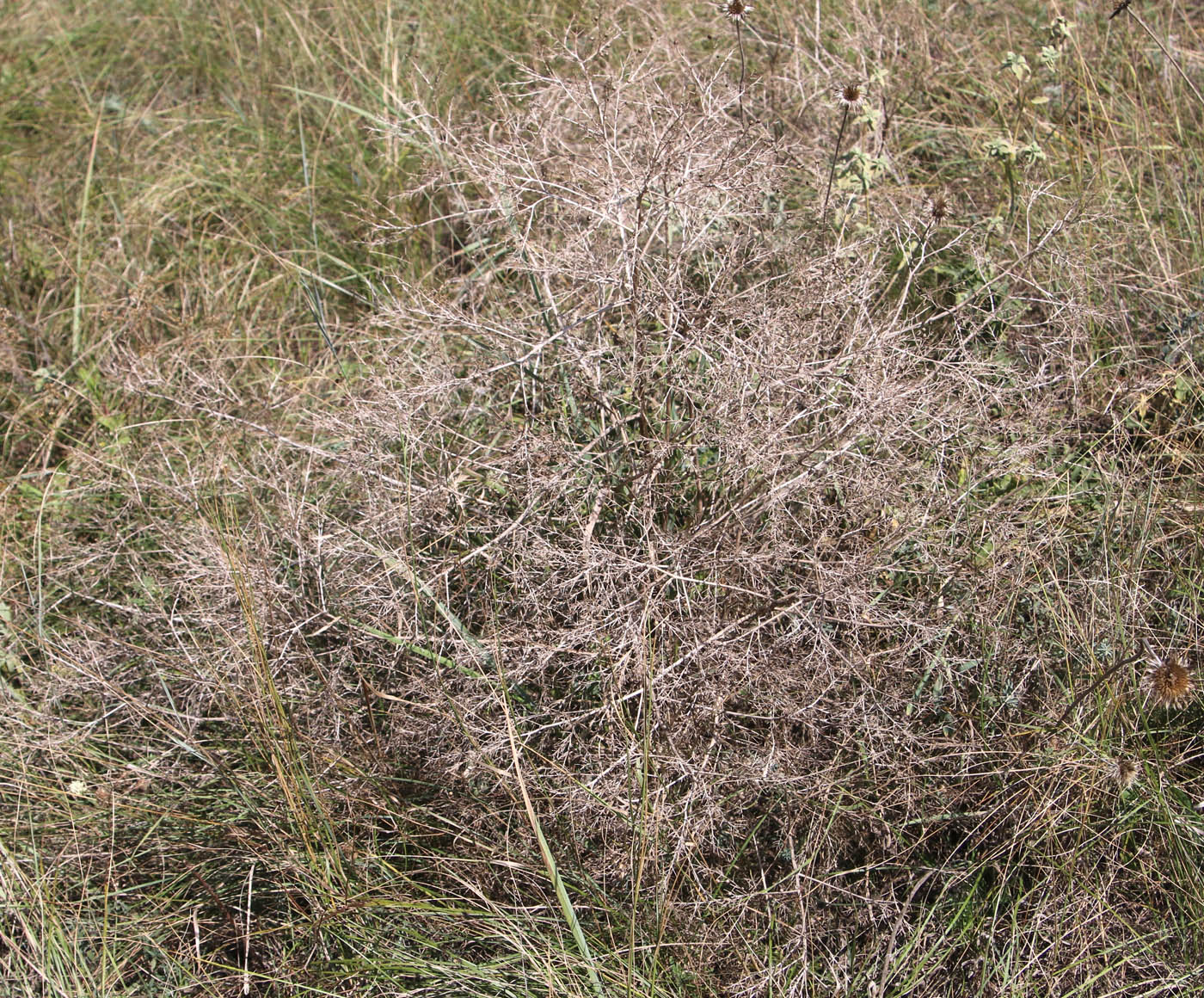 Image of Crambe tataria specimen.