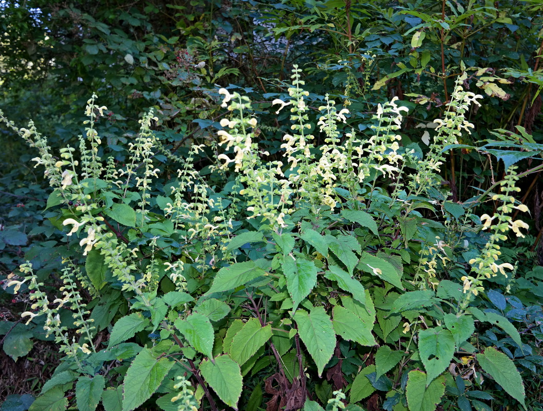 Изображение особи Salvia glutinosa.