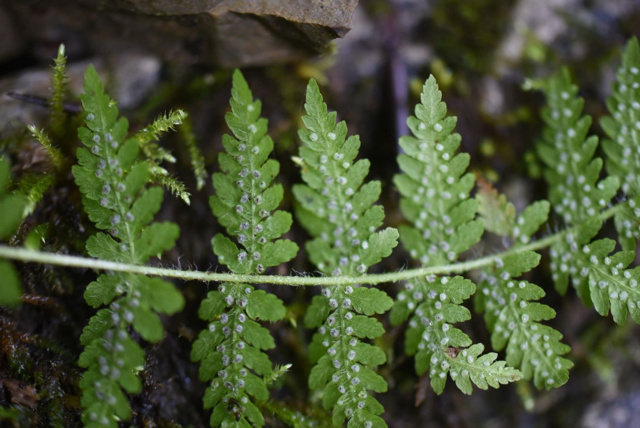 Изображение особи Woodsia caucasica.