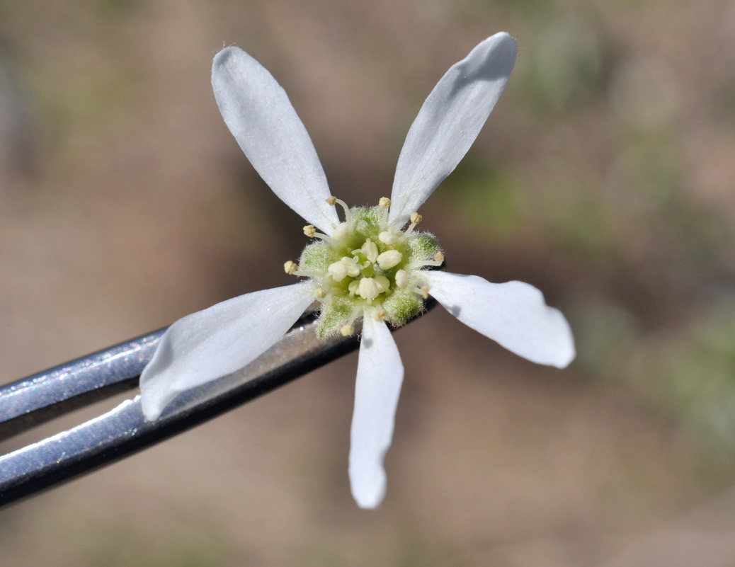 Image of Amelanchier alnifolia specimen.