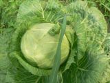 Brassica oleracea variety capitata. Кочан (сорт 'Трансфер'). Хабаровский край, г. Хабаровск, ул. Ульяновская 60, в культуре. 26.07.2022.