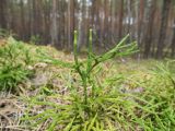 Diphasiastrum complanatum. Побеги. Беларусь, Гродненская обл., Новогрудский р-н, окр. дер. Орковичи, сосняк зелёномошный. 11.05.2022.