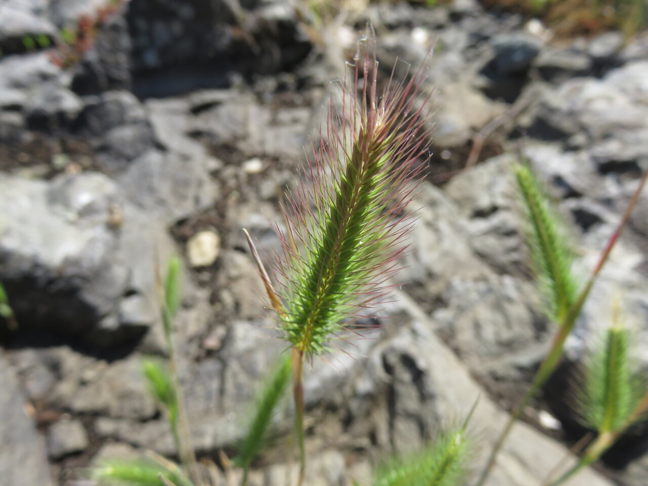 Изображение особи Hordeum geniculatum.