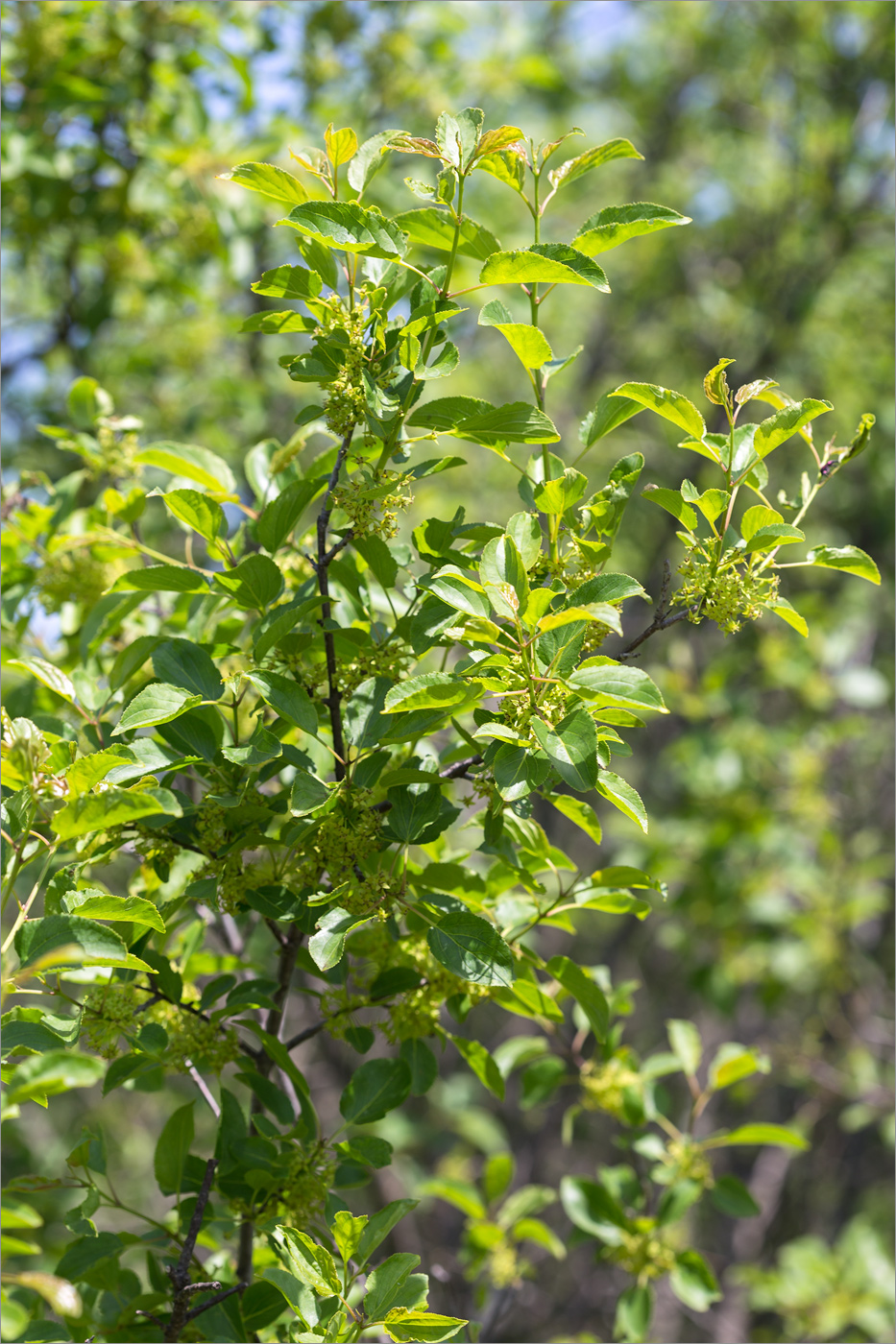 Image of Rhamnus cathartica specimen.