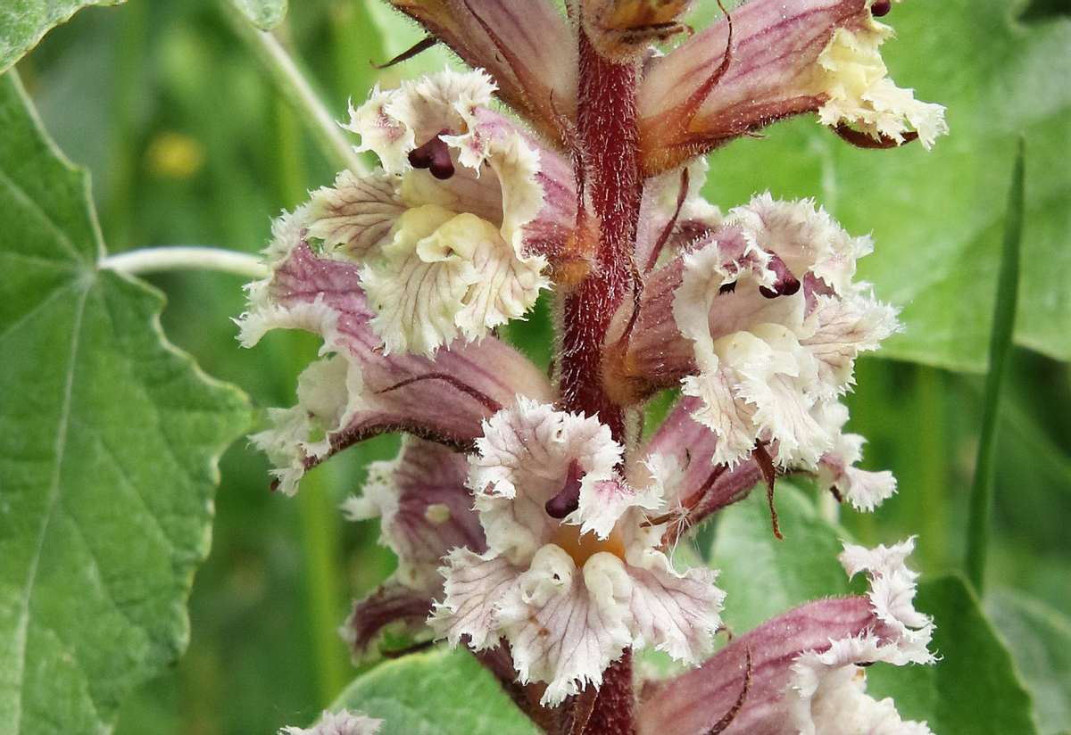 Image of Orobanche crenata specimen.