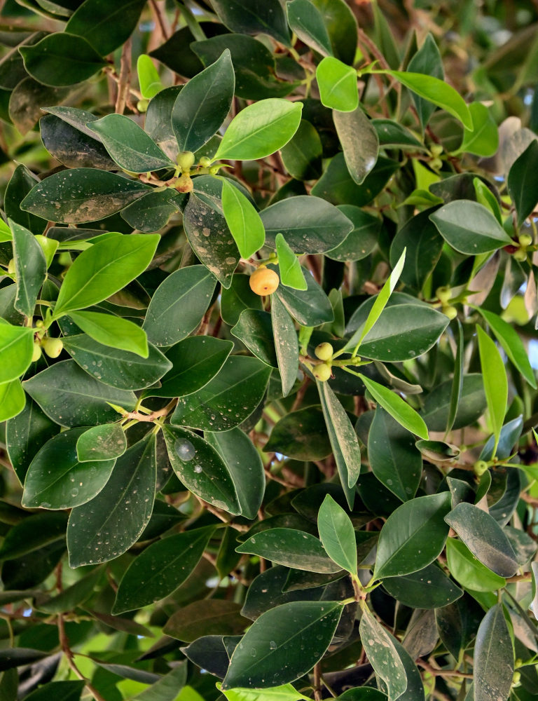 Image of Ficus microcarpa specimen.