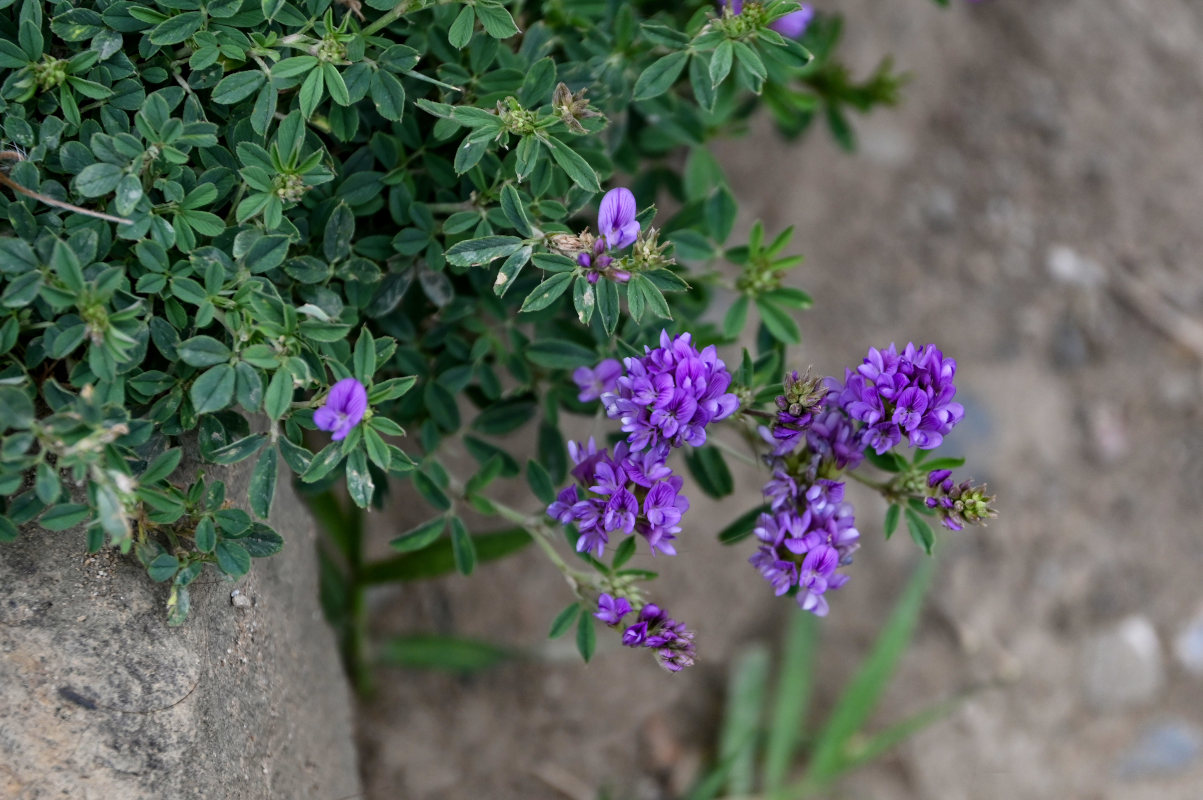 Image of Medicago sativa specimen.