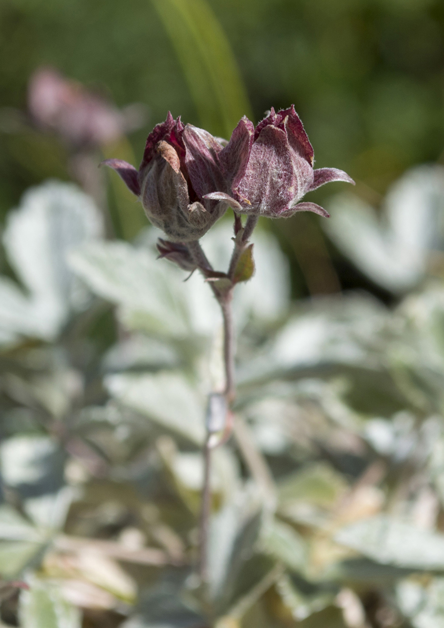 Изображение особи Potentilla divina.