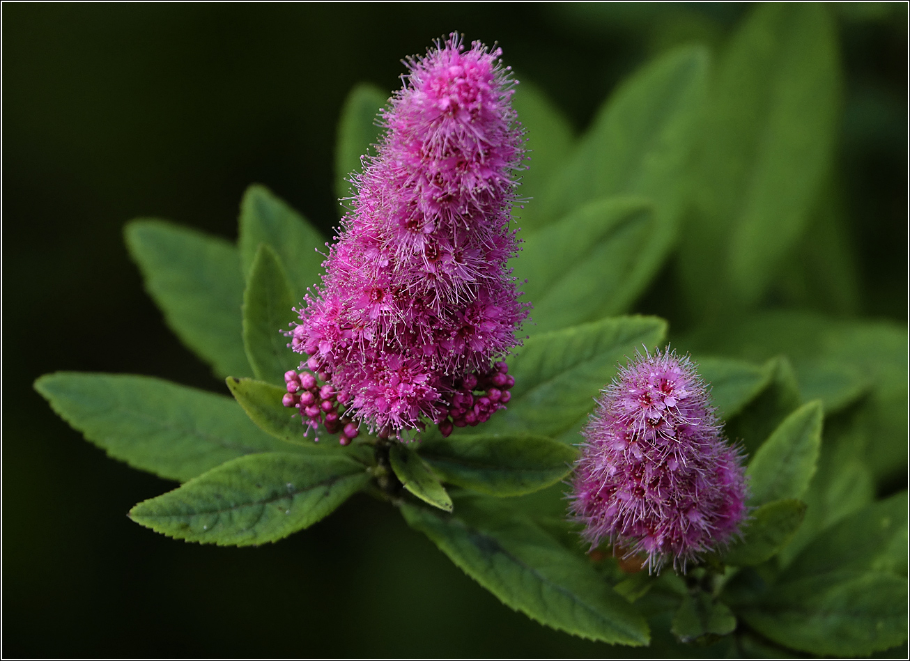 Image of Spiraea &times; billardii specimen.