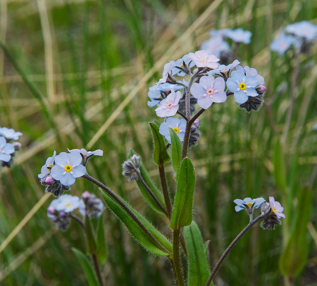 Image of genus Myosotis specimen.