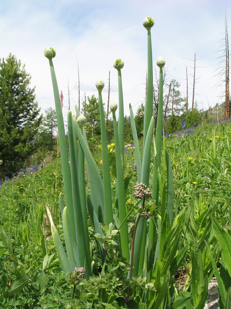 Image of Allium altaicum specimen.