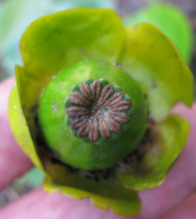 Image of Nuphar &times; spenneriana specimen.