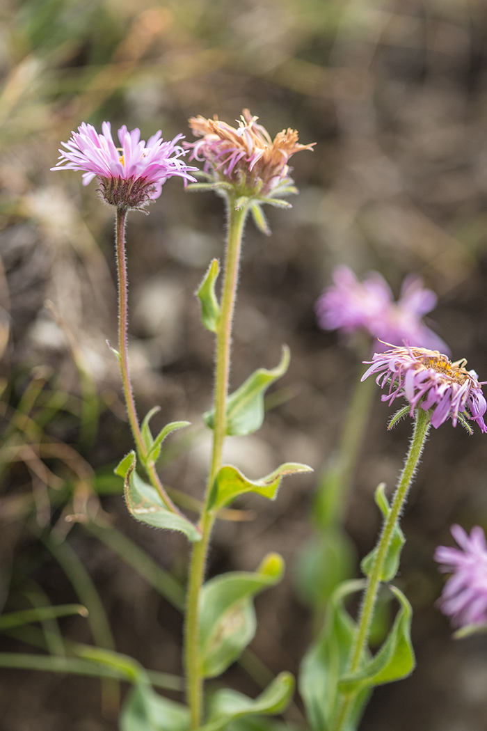 Image of genus Erigeron specimen.