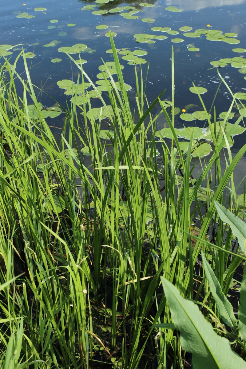 Image of Acorus calamus specimen.