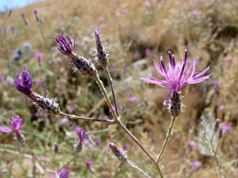 Image of Centaurea pseudosquarrosa specimen.