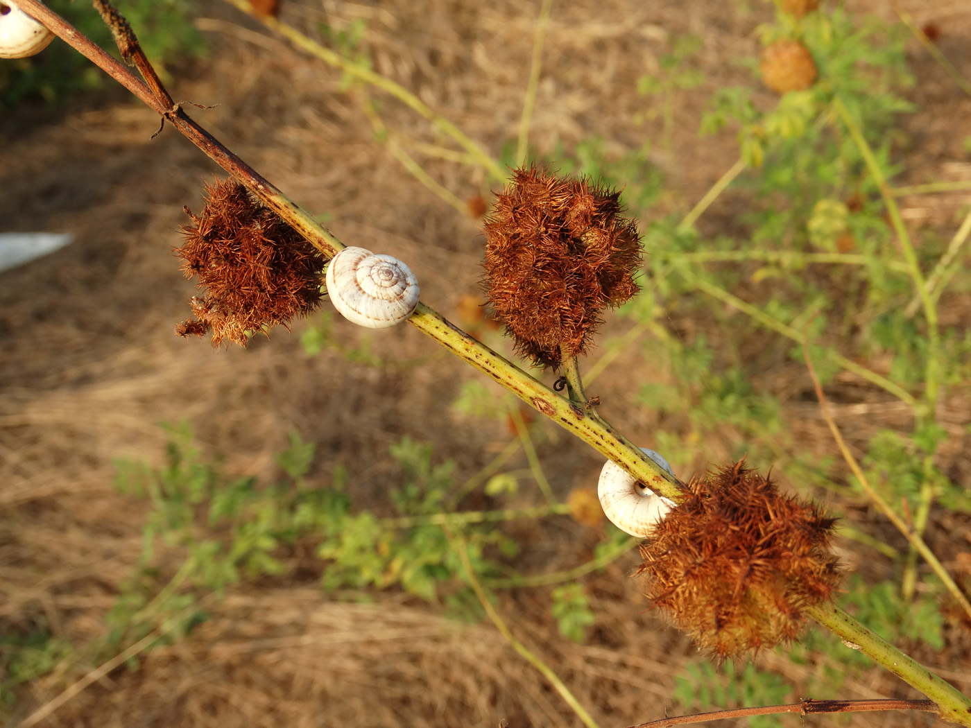 Изображение особи Glycyrrhiza echinata.