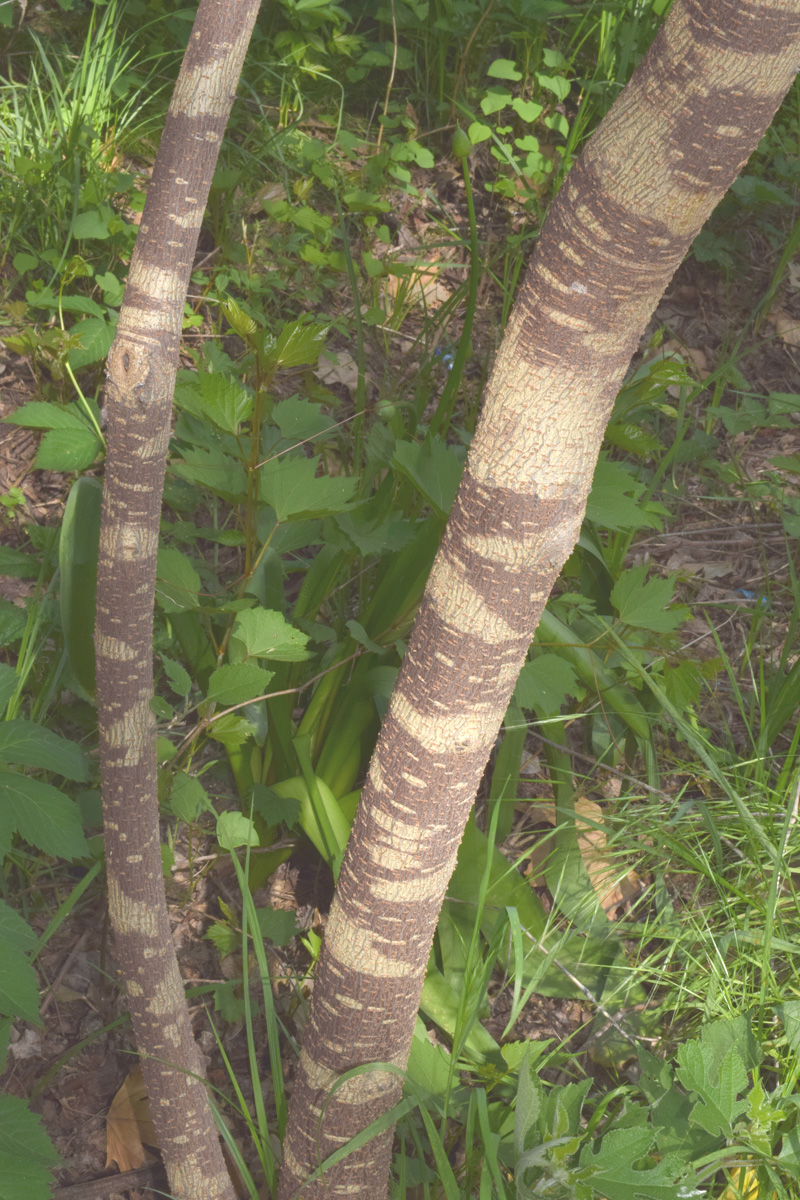 Image of Broussonetia papyrifera specimen.