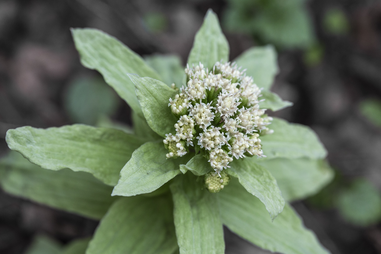 Изображение особи Petasites amplus.