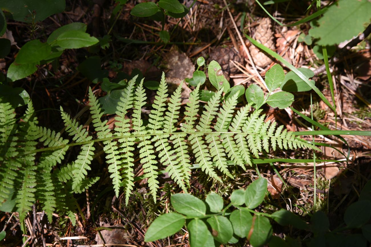 Image of Athyrium filix-femina specimen.