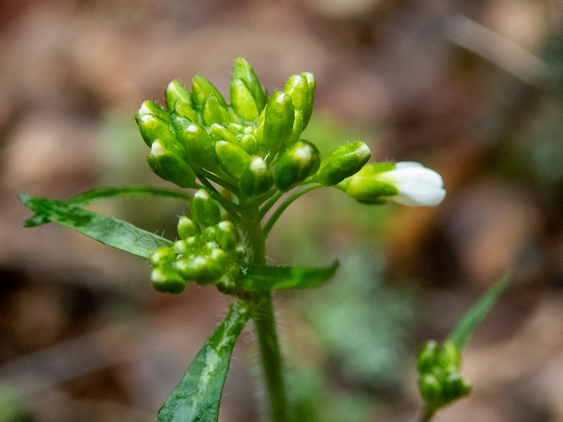 Изображение особи Arabidopsis arenosa.