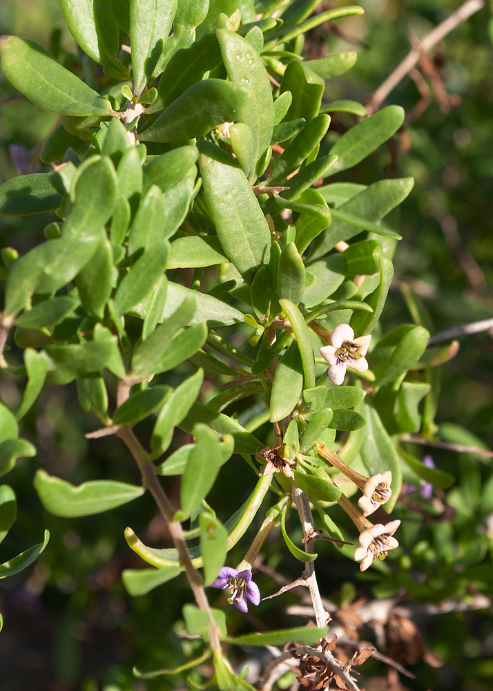 Image of genus Lycium specimen.