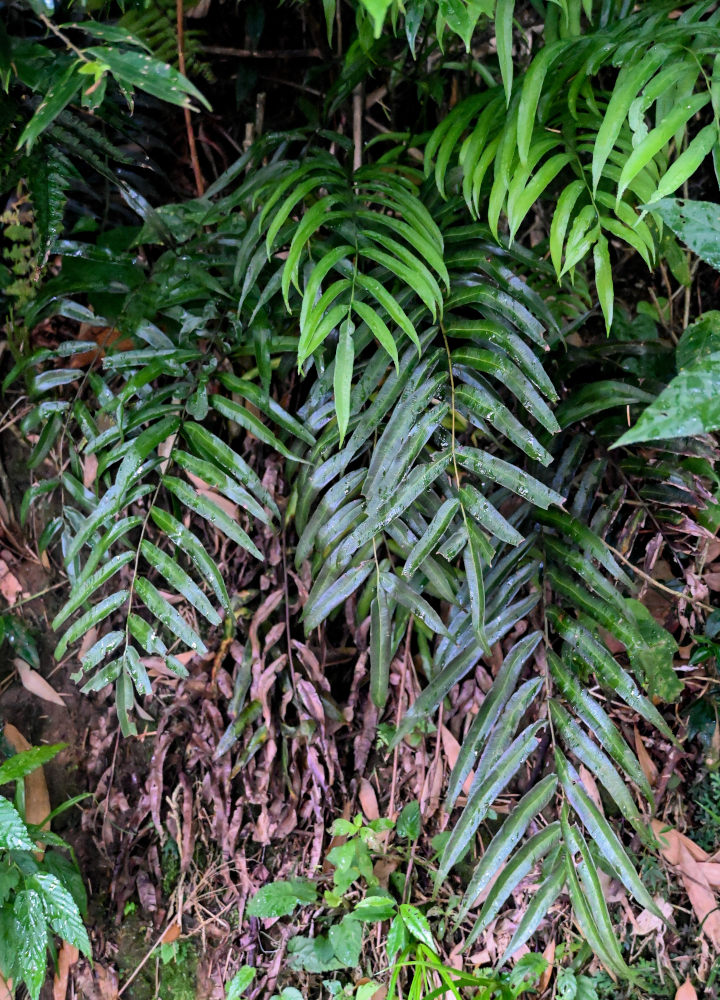 Изображение особи Stenochlaena palustris.