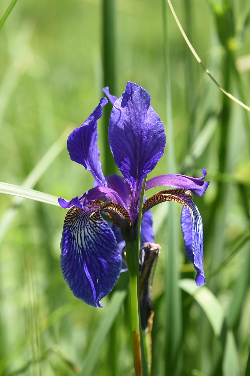 Изображение особи Iris sibirica.