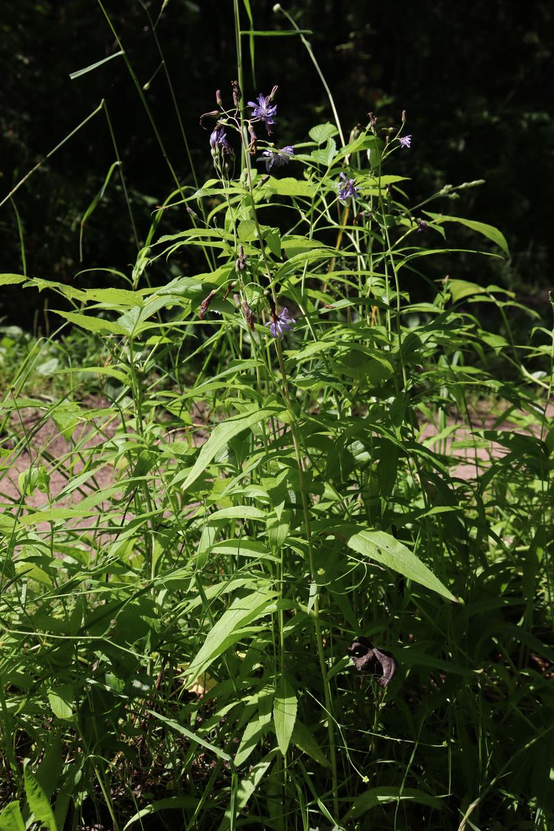 Изображение особи Lactuca sibirica.