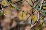 Calligonum polygonoides. Часть ветви с плодами. Египет, мухафаза Эль-Гиза, оазис Бахария, каменисто-песчаная пустыня. 30.04.2023.