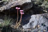 род Pseudosedum. Цветущее растение. Таджикистан, Горно-Бадахшанская автономная обл., Рушанский р-н, хр. Северо-Аличурский, Ирхтские горы, Сарезское оз., Ирхтский залив, дол. р. Лянгар, выс. ≈ 3300 м н.у.м., каменистая надпойменная терраса. 28 июня 2024 г.