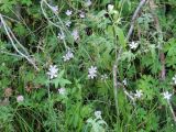 Geranium collinum