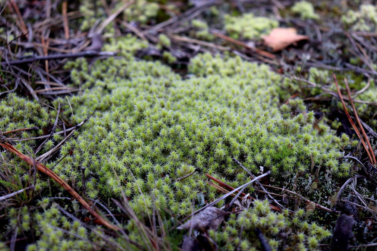 Image of Niphotrichum canescens specimen.